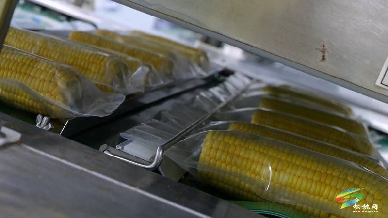 【神奇松桃·魅力苗乡】松桃：鲜食玉米延链增值  特色产业铺就增收之路