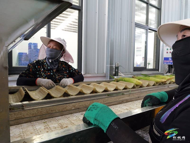 【神奇松桃·魅力苗乡】松桃：鲜食玉米延链增值  特色产业铺就增收之路