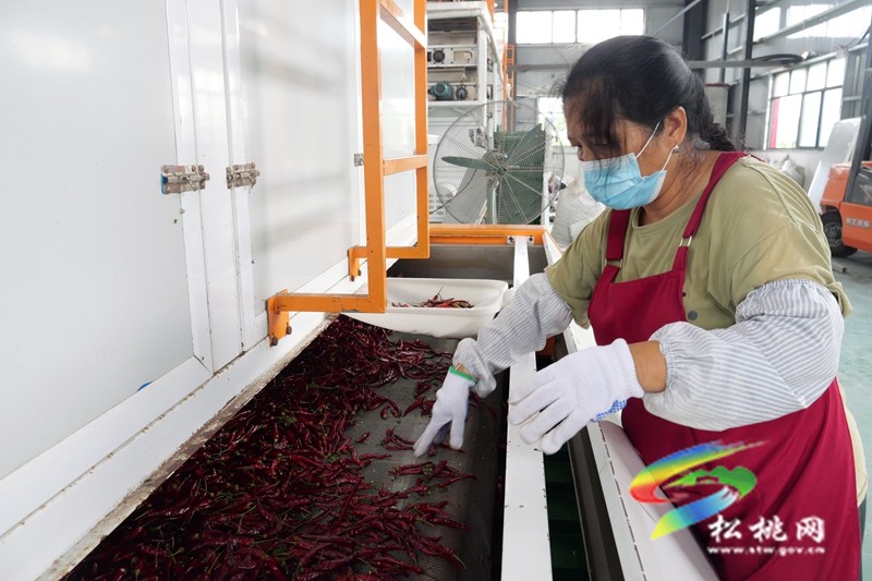 松桃：2.3万亩辣椒迎丰收 就近烘干让好收成变好收入