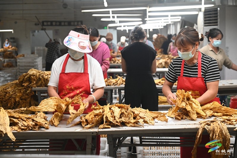 长坪乡：一片“黄金叶” 铺就致富路