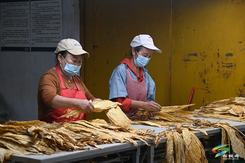 长坪乡：一片“黄金叶” 铺就致富路