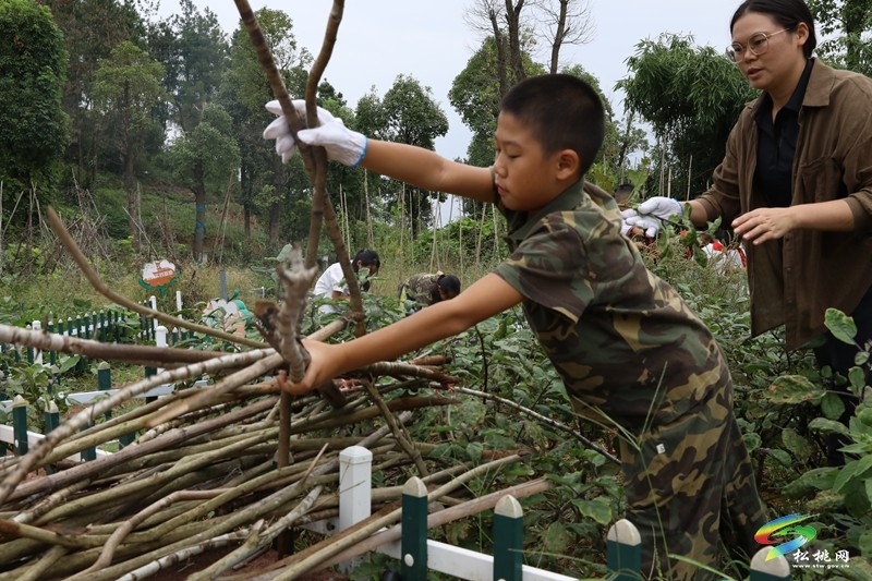 松桃第七完小：田间除草忙  劳动促成长