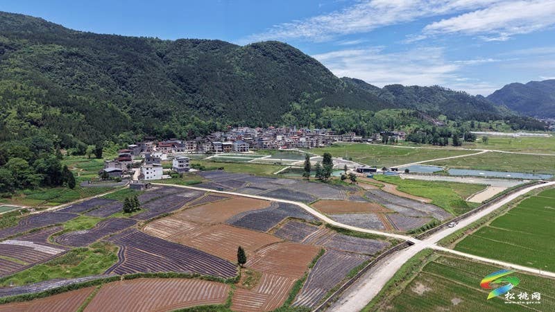 【行走松桃看四化】普觉镇：红薯种植正当时  特色产业助增收