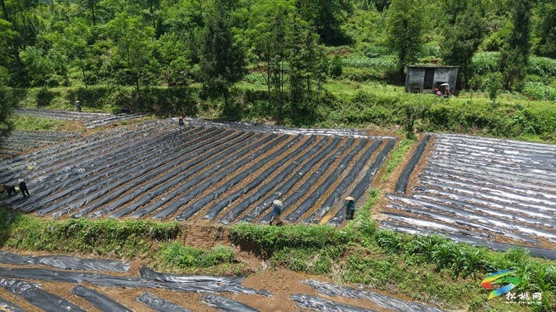 【行走松桃看四化】普觉镇：红薯种植正当时  特色产业助增收