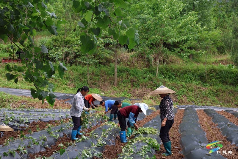 【行走松桃看四化】普觉镇：红薯种植正当时  特色产业助增收