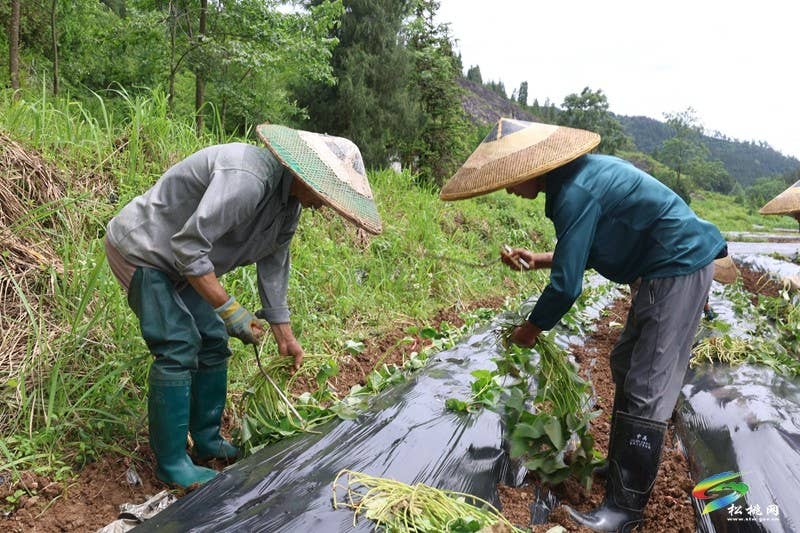 【行走松桃看四化】普觉镇：红薯种植正当时  特色产业助增收