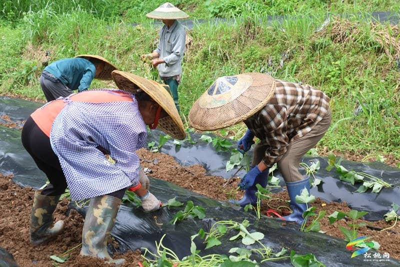 【行走松桃看四化】普觉镇：红薯种植正当时  特色产业助增收