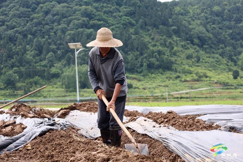 【行走松桃看四化】普觉镇：红薯种植正当时  特色产业助增收