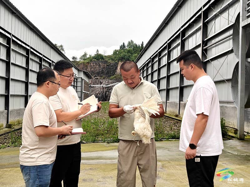【神奇松桃·魅力苗乡】松桃：党建引领产业升级   “小鸡蛋”撬动“大民生”