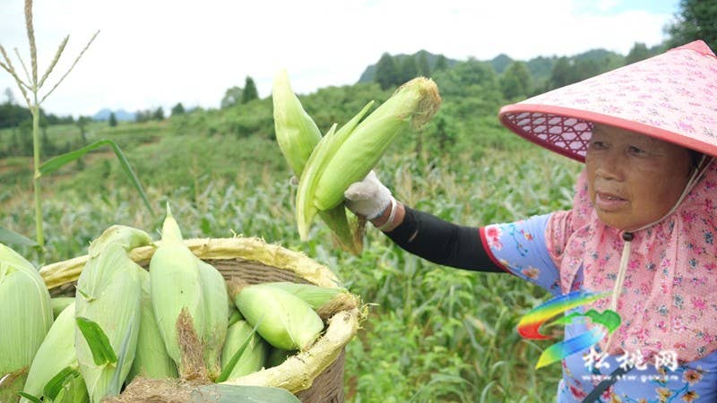 【神奇松桃·魅力苗乡】松桃：鲜食玉米迎丰收 特色产业助农增收