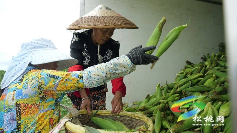 【神奇松桃·魅力苗乡】松桃：鲜食玉米迎丰收 特色产业助农增收