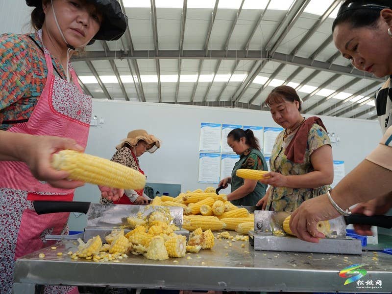 【神奇松桃·魅力苗乡】松桃：鲜食玉米延链增值  特色产业铺就增收之路