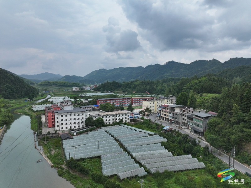 【神奇松桃·魅力苗乡】平头镇：葡萄增收挂满枝  特色产业拓增收