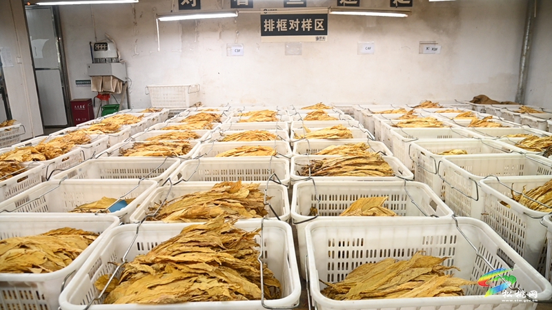 长坪乡：一片“黄金叶” 铺就致富路