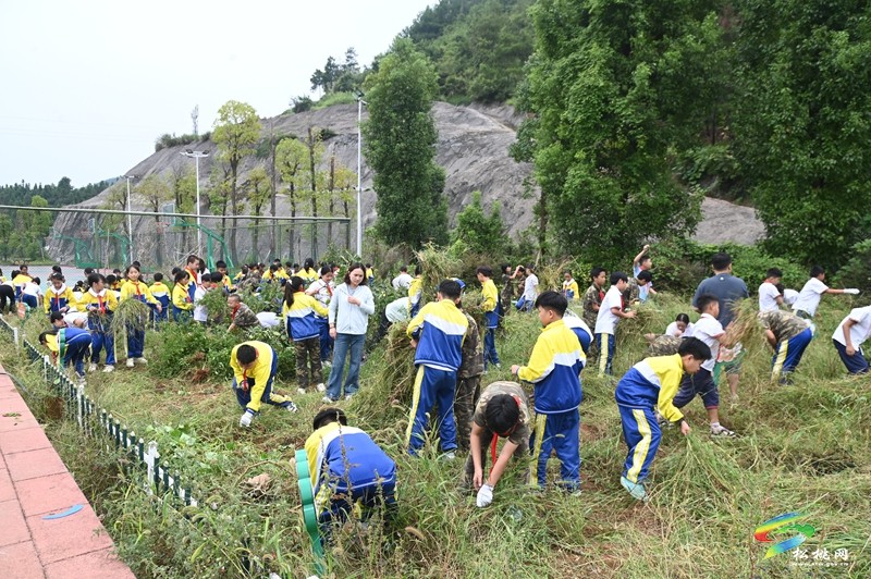 松桃第七完小:田间除草忙 劳动促成长