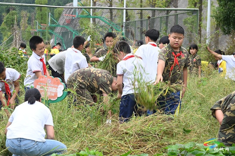 松桃第七完小:田间除草忙 劳动促成长