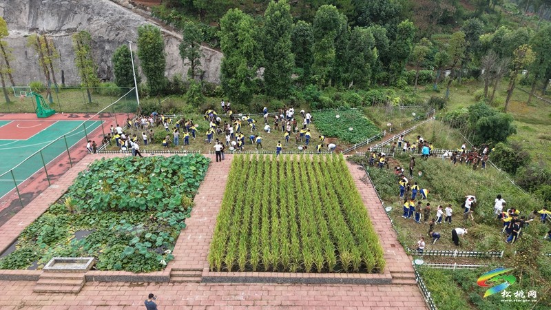松桃第七完小:田间除草忙 劳动促成长