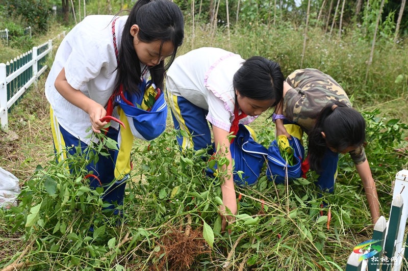 松桃第七完小:田间除草忙 劳动促成长