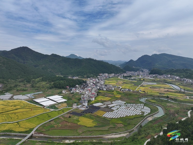 普觉镇：1.2万亩水稻进入收割期  机械化作业抢收忙