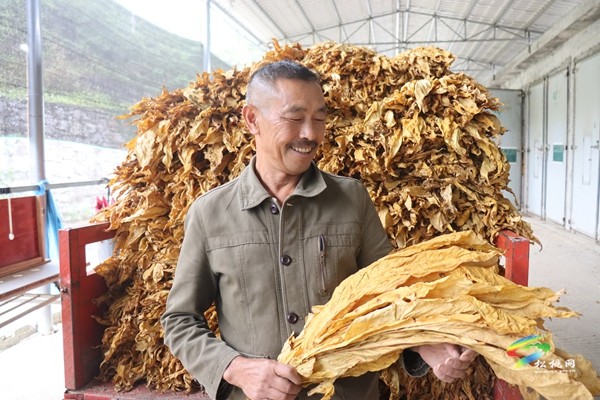 瓦溪乡：千亩烟田迎采收 金叶铺实振兴路