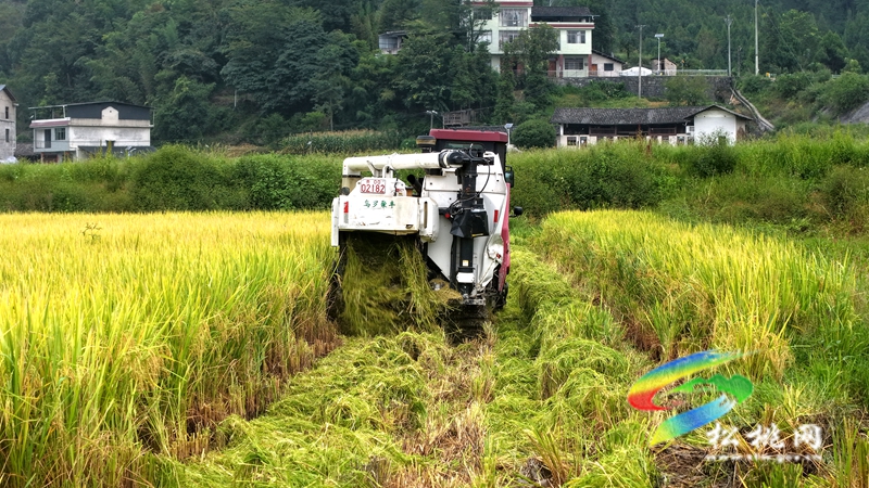 “铁牛”下田 为松桃水稻丰收按下“加速键”